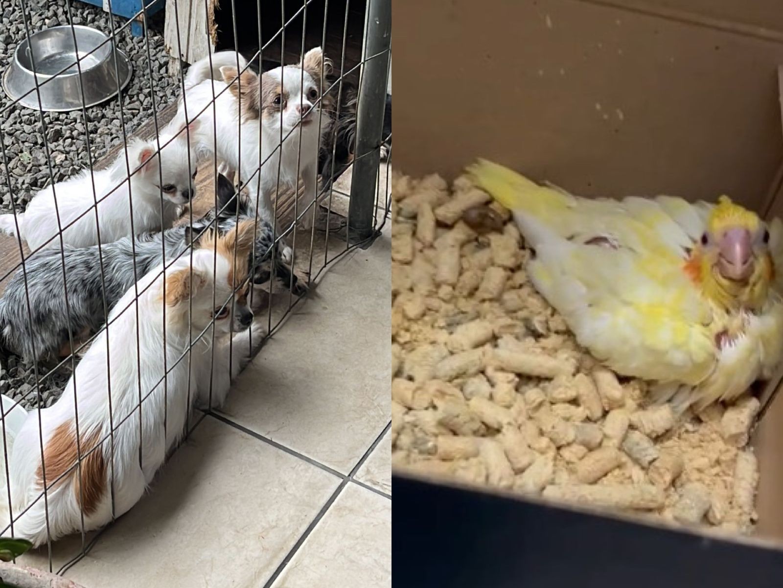 foto Not&iacute;cia Biguaçu