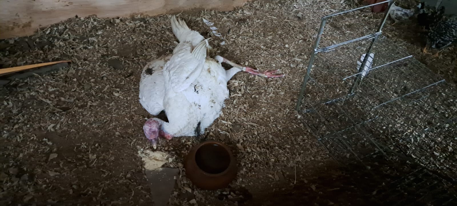 foto Not&iacute;cia Biguaçu