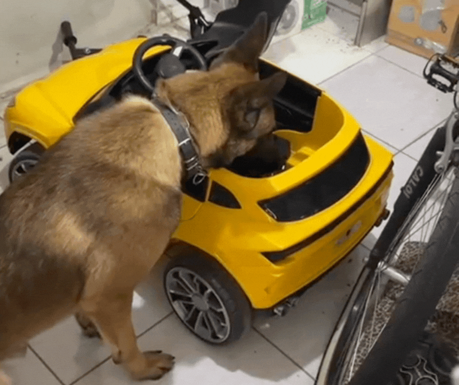 foto Not&iacute;cia Biguaçu